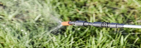 In 2015, the International Agency for Research on Cancer labelled glyphosate as “probably carcinogenic". Credit: Getty Images