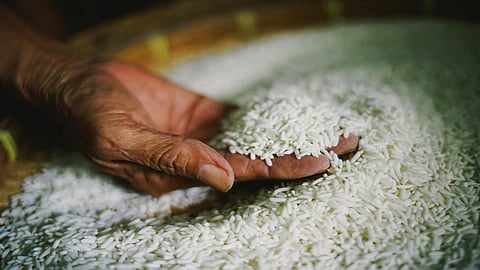 Tests showed that the plant expressed the gene, OsIF, four times more than in traditional plants. Credit: Getty Images