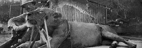 One of the man eating lions of Tsavo killed by John Henry Patterson in Africa Credit: Wikimedia Commons
