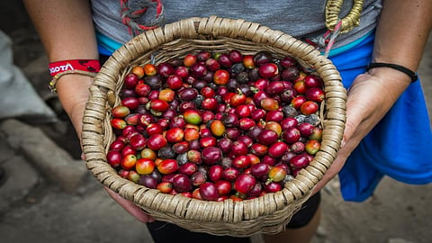 Reduction in agricultural land use with focus on fruits and vegetables could contribute to biodiversity conservation and will also enhance ecosystem services. credit: Getty Images