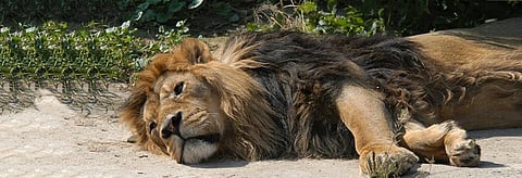 Three more lions died in the Dhari division of Gujarat on October 22, say highly placed sources in the Gujarat Forest Department. Credit: Getty Images