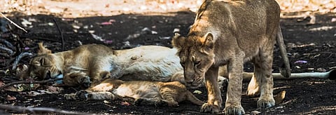 A wildlife biologists says when Gir can only carry 250-300 lions, it has about 500 lions. Credit: Getty Images