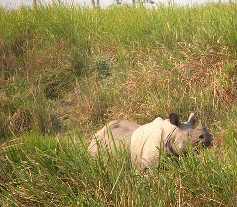 A One-horned Rhinoceros in Kaziranga National Park, Assam Credit: Wikimedia Commons