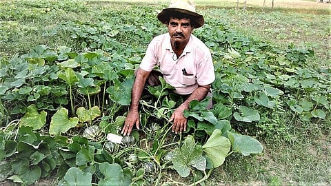 कद्दू की फसल का निरीक्षण करते हुए डॉ जी.सी. यादव