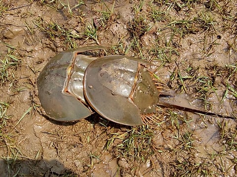 Horseshoe crabs can reverse osteoporosis, diabetes, cancerous cells and can heal a damaged heart. Credit: Ashis Senapati