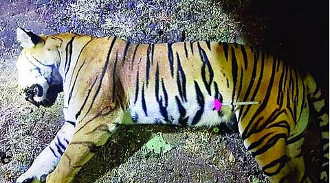 The dead body of Avni, after she was shot by Asghar Ali Khan in early November