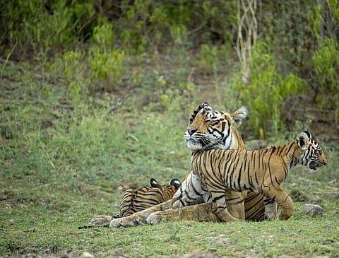 Representational photo of a tiger family. Credit: Getty Images