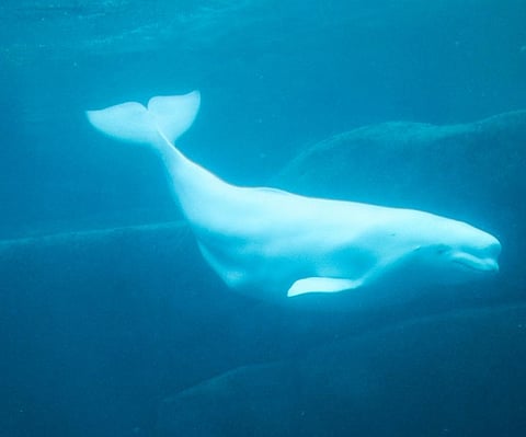 A beluga whale in a Vancouver aquarium. Credit: Getty Images