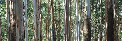 How alien invasive plant species threaten Western Ghats