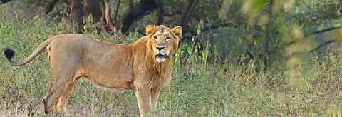 A lion in Gir National Park. Credit: Getty Images