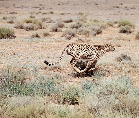 A sprinting Asiatic Cheetah in Iran. Credit: Getty Images