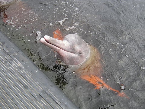 An Amazon river dolphin. Credit: Wikimedia Commons