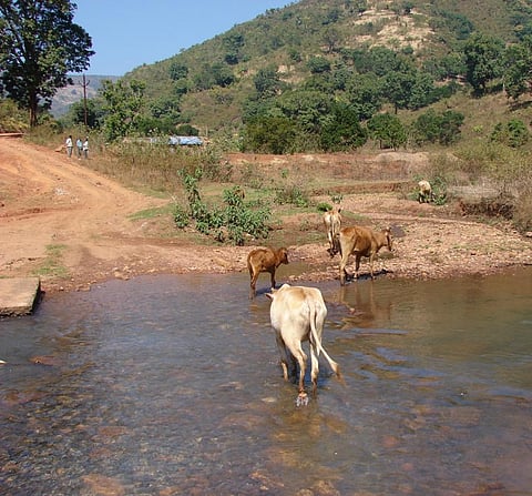 In India, the attacks on minorities and Dalits in the name of cow protection have continued in 2018. Credit: Supriya Singh