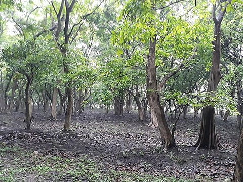 Pobitora Sanctuary in Assam, one of the 21 sanctuaries that doesn't have an eco-sensitive zone. Credit: Wikimedia Commons