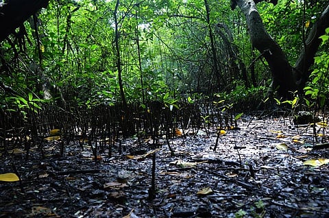 The amendment will include defining the term forest. Credit: Getty Images