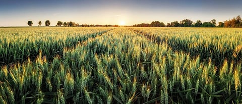 European wheat not prepared for climate change