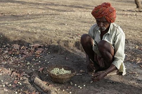 Mahua flower comes under minimum support price scheme