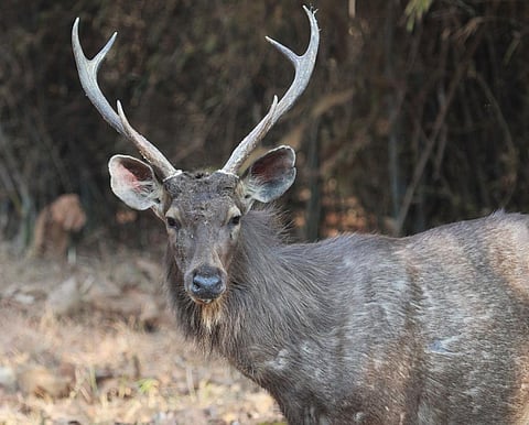 A Sambar stag. Credit:Getty Images