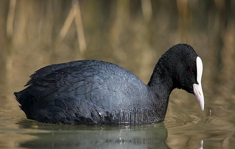 A Eurasian Coot, also found in the wetlands on North India. Credit: Getty Images