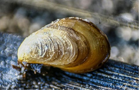 DNA test suggests mussel pest on Cochin coast to be invasive foreigner