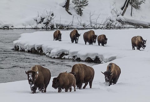 A herd of bison in Yellowstone National Park in the winter. Credit: Getty Images