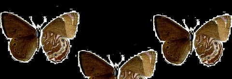 An illustration from the Proceedings of the Zoological Society of London showing the Small Woodbrown Butterfly. Credit: Wikimedia Commons
