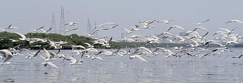 Gulls at the Thane Creek Flamingo Wildlife Sanctuary in Vasai. Credit: Wikimedia Commons