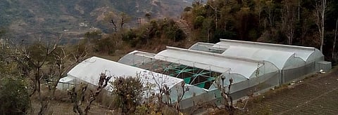 Himachal's farm success story at risk of going awry