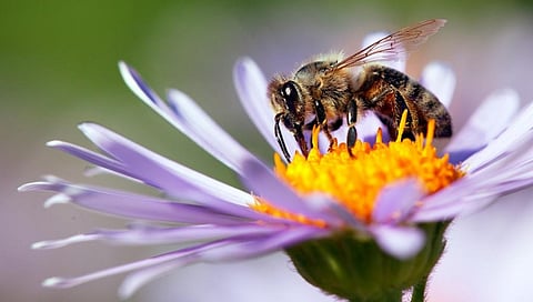 A honey bee. Credit: Getty Images