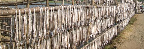 An illegal dry fish manufacturing unit in Paradip. Credit: Ashis Senapati