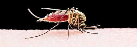 Microcephaly can't be ruled out in Rajasthan Zika outbreak