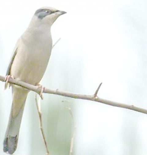 A Grey Hypocolius sighted by the team. Credit: Divesh Saini