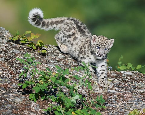 Local communities key inconservation of snow leopards: study