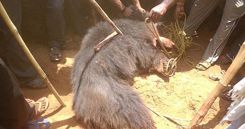 A sloth bear killed by people in Odisha. Credit: Rudra Mahapatra