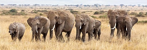 An elephant herd in the Masai Mara. Photo: Getty Images