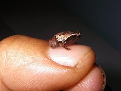 Meet the mini frogs of Madagascar – the new species we’ve discovered