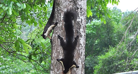 A pair of Malayan Giant Squirrels. Photo: Murali Krishna Chatakonda
