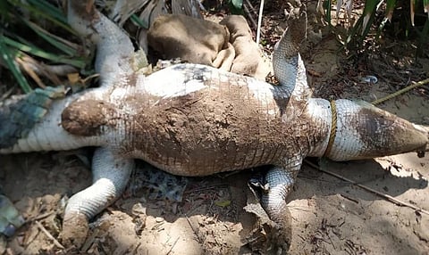 The photo of the dead female Cuban Crocodile posted on the Facebook page of the Madras Crocodile Bank. Photo: Madras Crocodile Bank Trust/Facebook
