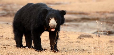 A Sloth Bear in Ranthambhore. Photo: Wikimedia Commons
