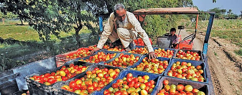 India faces competition from the highly organised and mechanised China which guides its farmers to grow tomatoes as per the industry's needs (Photo: Reuters)