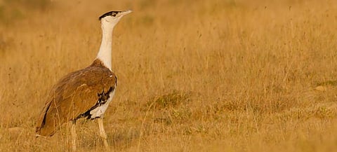 A Great Indian Bustard in Naliya, Kutch. Photo: Wikimedia Commons