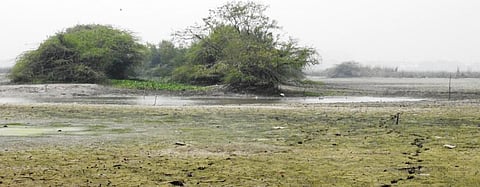The wetland in the Okhla Bird Sanctuary that dried up for the repairs. Photo: TK Roy