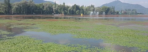 Dal Lake has shrunk 36 per cent in the last 37 years. Photo: Riyaz Wani