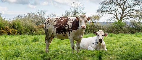 Cattle in a meadow in Normandy, France. Photo: Getty Images