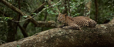 A leopardess. Photo: Wikimedia Commons
