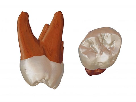 A 3D recreation of a recently discovered Neanderthal tooth. Joshua Lindal / Author provided