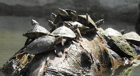 Turtles at the Sarnath Centre