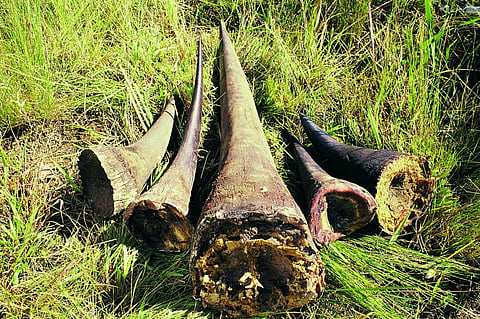 We asked people in Vietnam why they use rhino horn. Here’s what they said