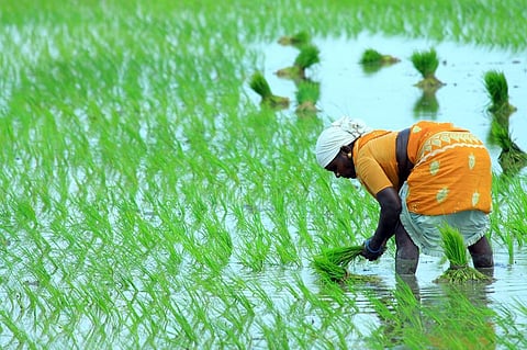 High resolution rice maps can help boost production
