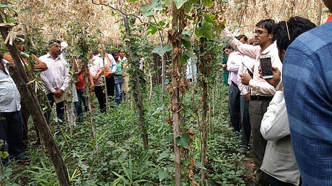 आकाश चौरसिया मल्टीलेयर खेती के लिए किसानों को प्रेरित करते हैं और उन्हें प्रशिक्षण भी देते हैं।